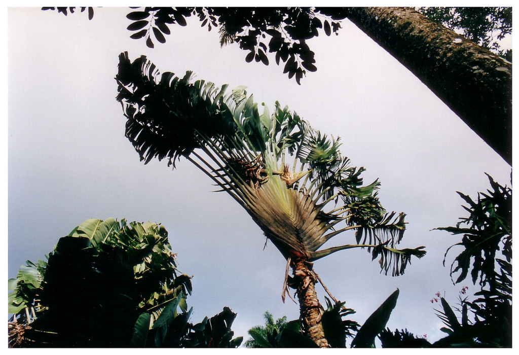 06 - Jardin De Balata (6).jpg